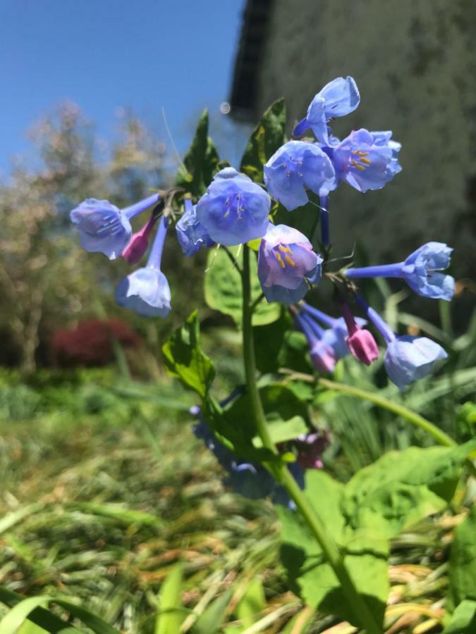 Bed and Breakfast Wild Wisteria Chadds Ford Экстерьер фото
